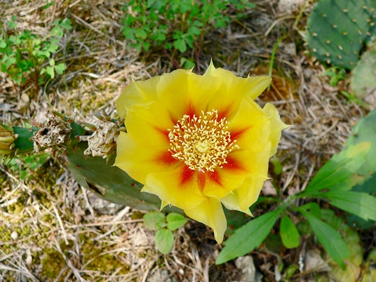 {Opuntia cespitosa}